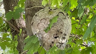 Massive bald face hornet nest removal Wasp nest Infested with hornets [upl. by Irmine108]