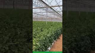 Interior de invernadero para producir tomate en México [upl. by Ainar]