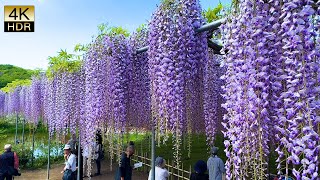 Blue Sky and Full Bloom Wisteria青空と満開の藤 Ashikaga Flower Park 2024 4khdr [upl. by Keithley]