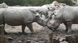 streitende nashörner zoo osnabrück [upl. by Grishilde]