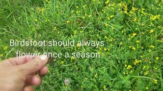 Birdsfoot Trefoil How we seeded an entire pasture for basically FREE [upl. by Moselle]