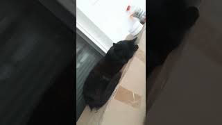 Kareem the skateboarding cat westvirginia viralvideo cat sleep [upl. by Millur350]