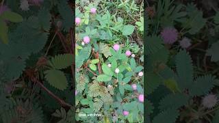 Mimosa pudica short youtubeshort nature lajjawati flower sensitive plant [upl. by Wendi]