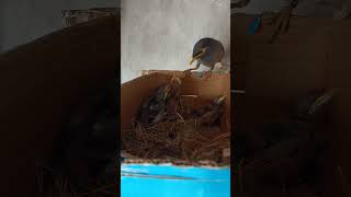 Myna bird babies P 29 [upl. by Bernita]