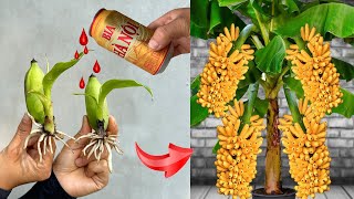 PROPAGATION METHOD Using BEER to stimulate banana plant growth planting in pots super beautiful [upl. by Nyrhtac261]