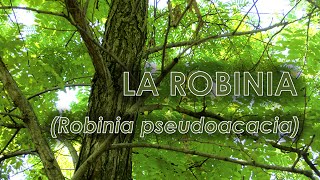 Robinia Robinia pseudoacacia [upl. by Aiciled]