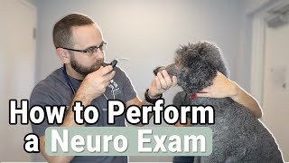 How to Perform a Neurological Exam on a Dog [upl. by Amesari961]