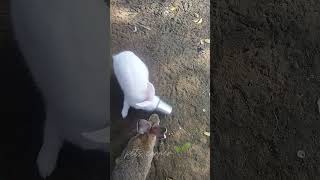 😱🐇Rabbit குட்டி⁉️ பொடுமா இல்லை யா💥🤯⁉️trending petscorner rabbit rabbitfarming rabbite rabbits [upl. by Bigner]