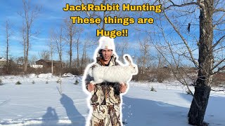 Full Camo Jackrabbit Hunting [upl. by Ahseikan]