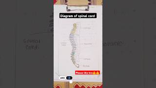 diagram of spinal cord important diagram anatomy diagram educational nursing [upl. by Caesar]