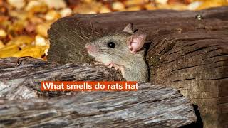 What Smells Do Rats Dislike Heres How You Can Repel Rats [upl. by Shelia]