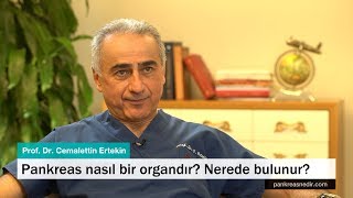 Pankreas nasıl bir ograndır nerede bulunur [upl. by Ansell]