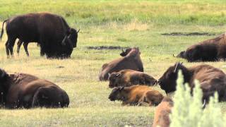 These Incredible Yellowstone Bison [upl. by Oludoet]