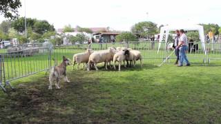 Berger Picard  Sheep Herding Ability Test  Sep 2015 [upl. by Gamali]