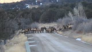 Elk crossing the road near Ridgway Colorado Dec 17 2023 [upl. by Hamil]