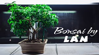 Dwarf Umbrella Tree Schefflera Arboricola indoor bonsai with aerial roots progression  Dec 2020 [upl. by Yrennalf480]