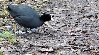 Coots Feeding [upl. by Seftton]