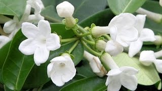 HOW TO GROW AND CARE FOR HOUSE PLANTS  STEPHANOTIS FLORIBUNDA [upl. by Destinee]