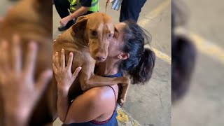 Tearful Reunion With Lost Dog 🥺  Best Reunion Compilation [upl. by Eeleimaj]