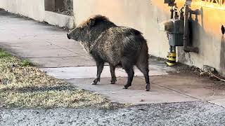 Javelina in Nogales [upl. by Attenol]