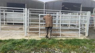 13 heavily pregnant cattle killed on the yard The real toll of TB on Welsh farming families [upl. by Caffrey]