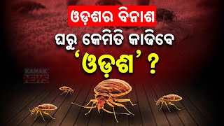 Special Report Bed Bug Troubling You  Natural Ways To Repel Bed Bugs From Home [upl. by Dnomhcir]