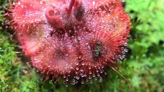 Fastest Carnivorous Sundew Plant Macro Time Lapse Drosera Burmannii [upl. by Namyac812]