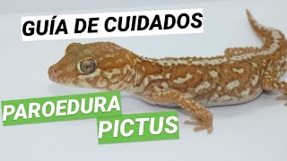 Cuidados PAROEDURA PICTUS 🦎 Gecko Pantera de Madagascar 🌍 [upl. by Bracci]