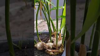 Grow gingeradrak in pot gingerplant shorts [upl. by Drucill]