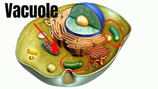 Vacuoles Function in Cells [upl. by Evander]