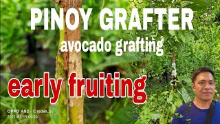 How to graft avocado A cleft grafting tutorial 2022 [upl. by Wally]