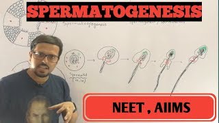 SPERMATOGENESIS FORMATION OF SPERMATID AND SPERMIOGENESIS [upl. by Gunn]