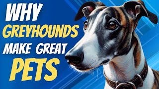 Why greyhounds make great pets [upl. by Emyaj8]