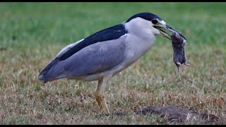 Black Crowned Night Heron catches Bottas Pocket Gopher [upl. by Nothgierc87]