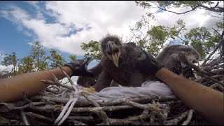 Bald Eagle Banding  MassWildlife [upl. by Munshi]