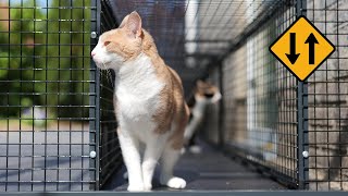 We Needed This Catio Improvement A Tunnel [upl. by Llehcsreh]