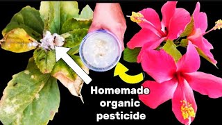 Easiest way to control AphidsMealybugsWhite insects on Hibiscus using homemade organic pesticide [upl. by Yendys920]