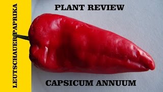 Leutschauer Paprika Pepper Capsicum annuum [upl. by Fanni]