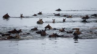 93rd Annual Chincoteague Pony Swim [upl. by Luehrmann341]