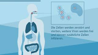 Coronavirus Das passiert im Körper [upl. by Orrocos]