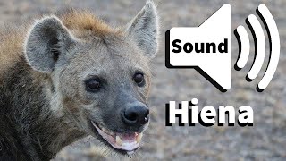 Som da Hiena  Hyena sound [upl. by Beare168]