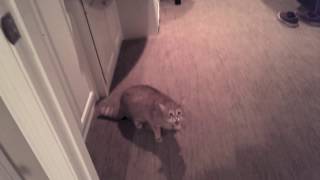 Friends Cat Meows Aggressively then Attacks [upl. by Itsim]