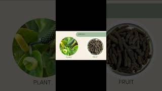 Trikatu bollywoodsongmusicayurveda chemistrybamsonlinelecture herbalmedicinedravyagunancism [upl. by Lesly]