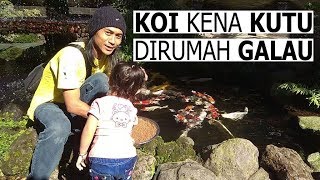 PENGOBATAN KUTU IKAN KOI FISH GARDEN BLITAR [upl. by Chiarra]