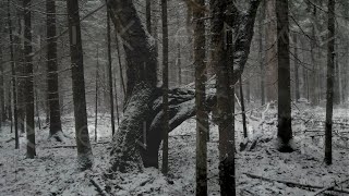 Tagelharpa Song Winter Is Coming [upl. by Lila]