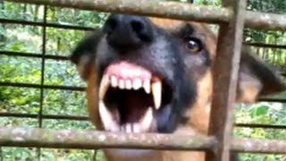 Vicious dog barking fiercely and loudly [upl. by Eugilegna]