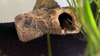 Senegal Bichir Polypterus Senegalus 20191023 [upl. by Hump]