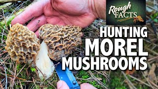 Hunting Morel Mushrooms Where To Find BIG Morels [upl. by Zapot880]