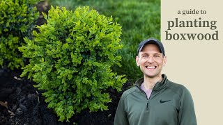 A Guide to Planting Boxwood [upl. by Ole806]