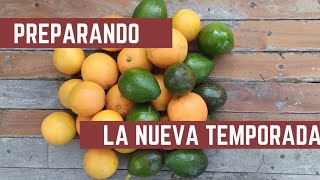 Cosecha de PALTAS Y NARANJAS  Como Hacer Sustrato para Huerta y Bancales [upl. by Kevin]